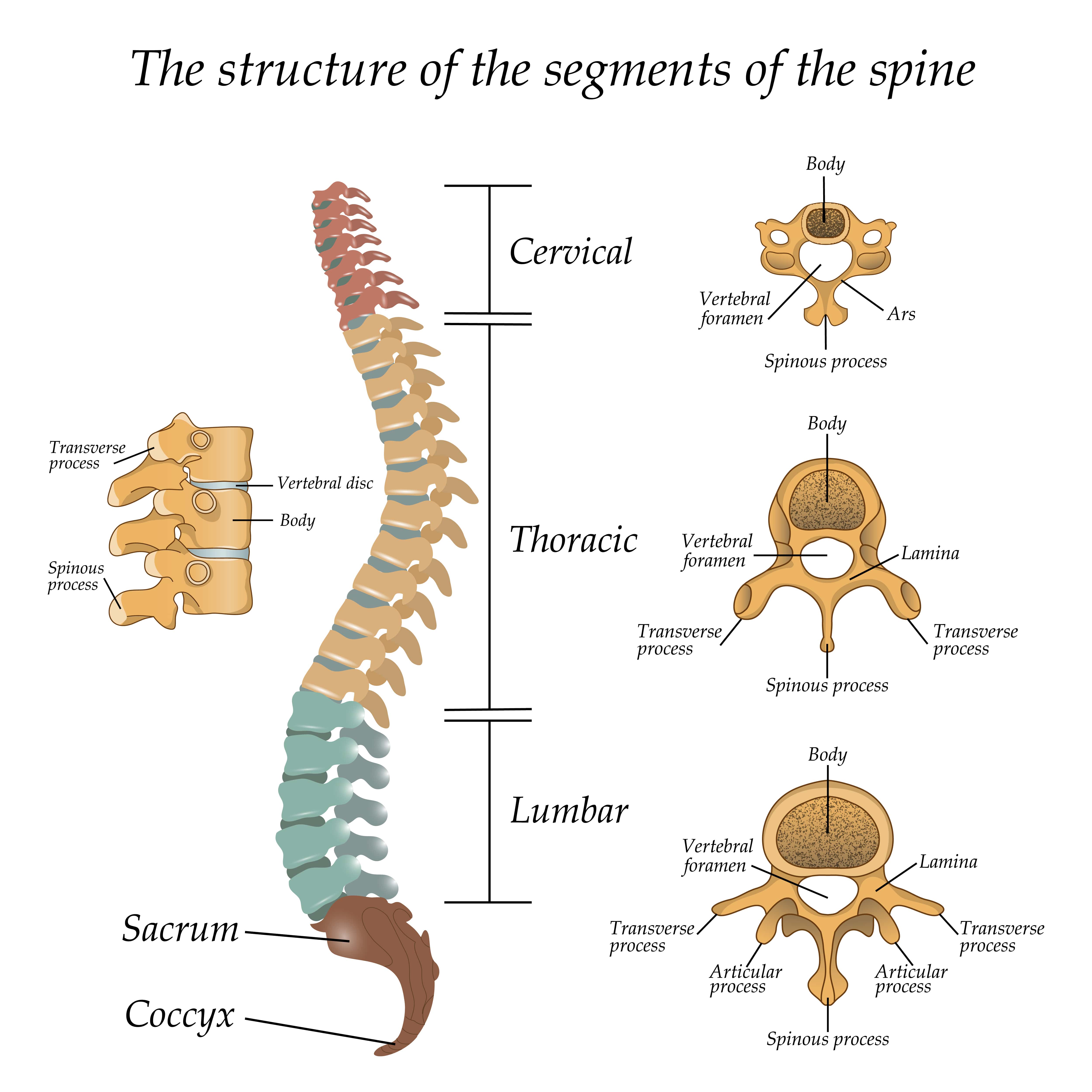 structure of spine