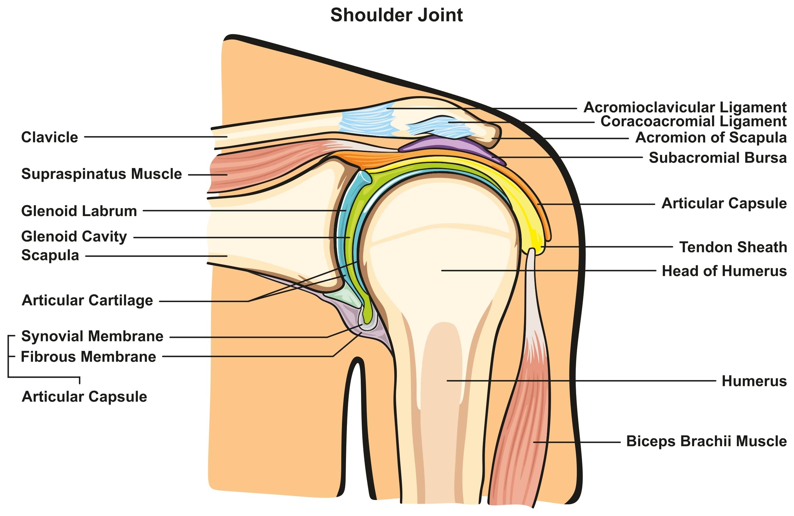 shoulder joint